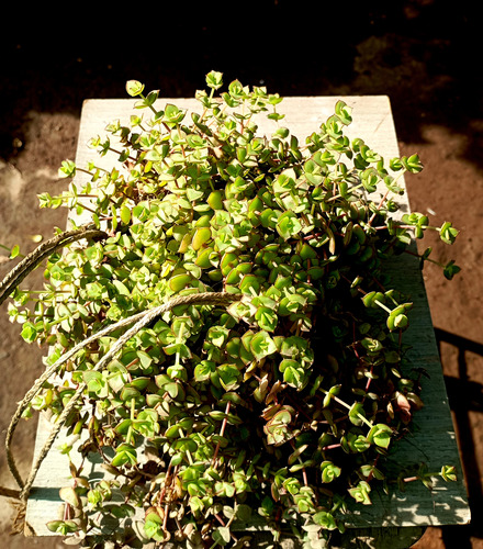 Maceta Colcante Suculenta Crassula Pellucida