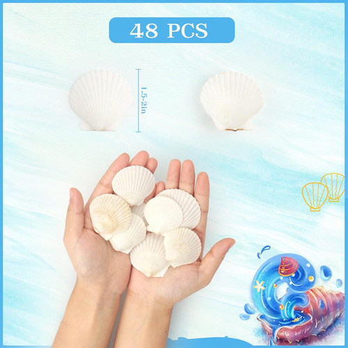 48 Conchas De Vieira Blancas 1.5-2 Pulgadas Para Manualidade