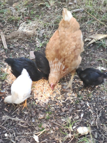 Imagen 1 de 3 de Huevos Gallados Fértiles Docena.