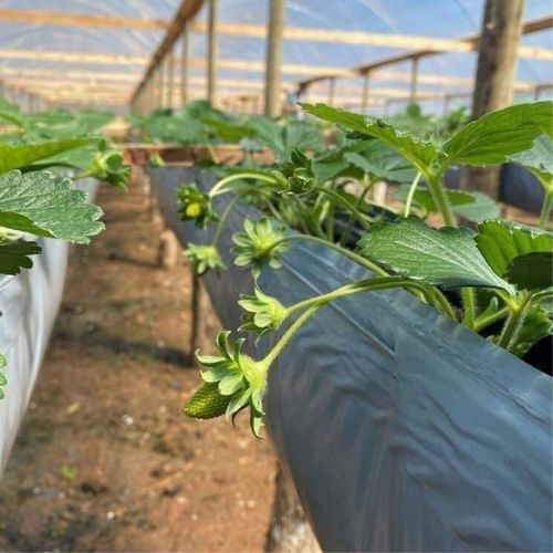 3 Calha Cultivo Morango Suspenso Com 102x0,45 Mts 200 Micras