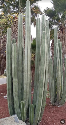 Pachycereus Marginatus,cactus Organo,1esqueje 60 A 70cms,mp