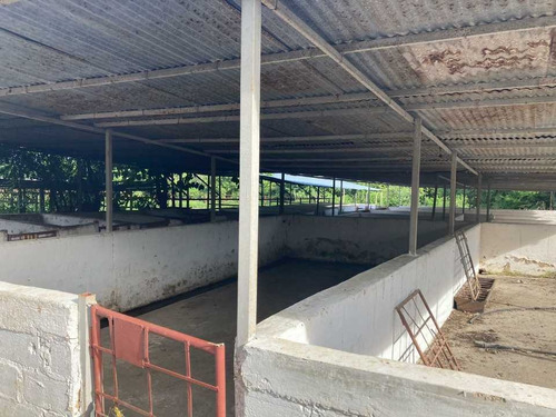 Imagen 2 de 22 de Finca En Tinaquillo Con 132 Hectáreas, Excelente Oportunidad