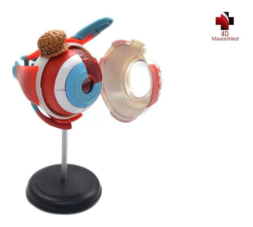 Modelo Corpo Humano - Globo Ocular / Olho - 4d Master