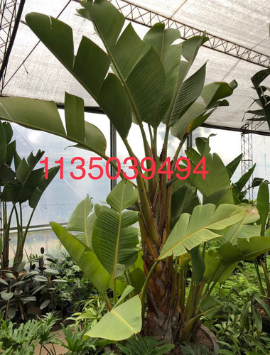Strelitzia Nicolai 1m Ejemplar Consultar Envío Sin Cargo