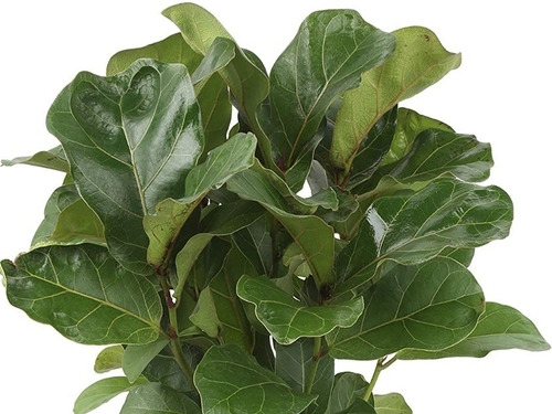 Ficus Lyrata - Ficus Pandurata