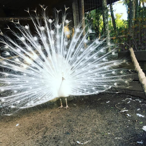 Ovos De Pavão Branco Reserva