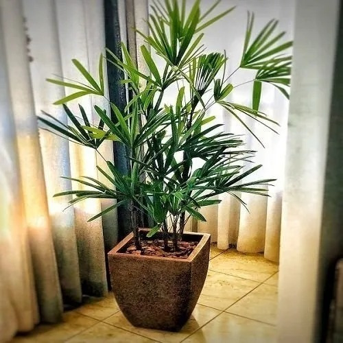01 Muda Planta Raphis Excelsa Rafia Touceira Palmeira Ráfis