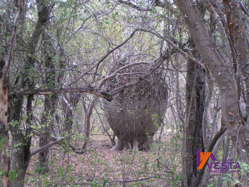 Imagen 8 de 10 de Venta Campo Pluma De Pato 700ha Salta-