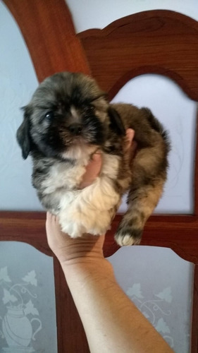 Perros Shitzu Mascotas Rionegro Medellín Bogota Cali