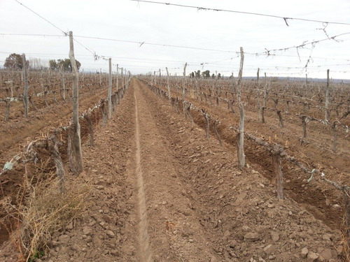 Imagen 2 de 10 de 77 Has - Bodega Y Viñedos - Ugarteche