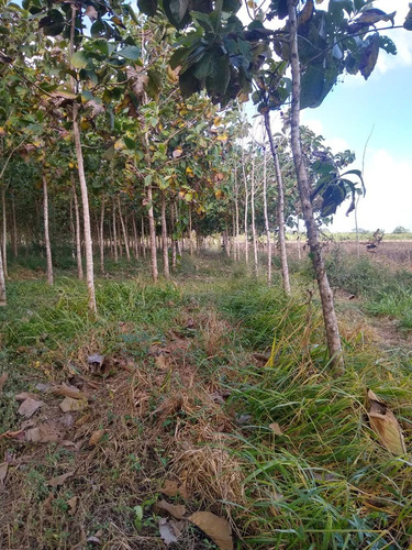 Imagen 3 de 14 de Remato 72 Hectareas Propiedad En Isla Cozumel Uso De Suelo H