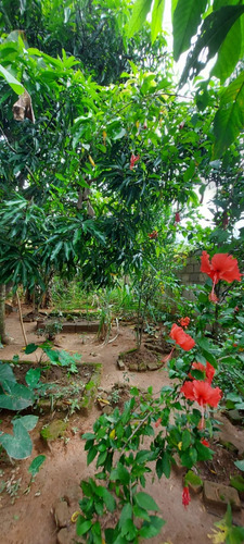 Chácara No Centro De Faria Lemos/mg Com 700m2, Com 2 Casas Uma Grande Em Alto Padrão E Uma Casa Menor, Com Piscina E Área Goumet E Pomar Com Muitas Frutas, Pronta Para Morar