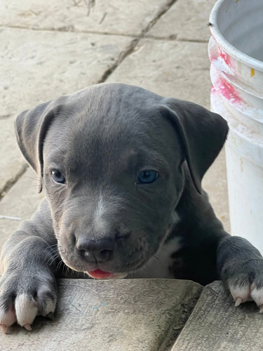 Pitbull Blue Cachorros Calidad Pura Gris