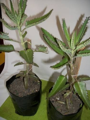 Kalanchoe Serrata