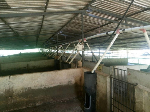 Finca Productiva En Güigüe, Carabobo En Venta - Inmobiliaria Maggi 1222
