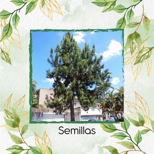 20 Semillas De Árbol Pinus Caribaea 