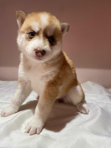 Perro Husky Siberiano