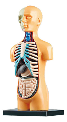 Modelo De Anatomía Del Torso Con Corazón Para Cabeza, Cráneo