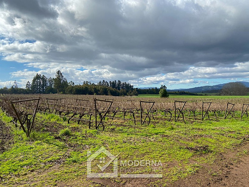 Campo 964 Ha. Con Uva, Forestal Y Forraje