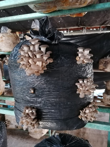 Paca De Paja De Avena Para Cultivo De Hongos Comestibles