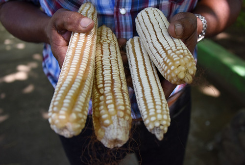 3 Kg De Semillas De Maiz Criollo (duro)