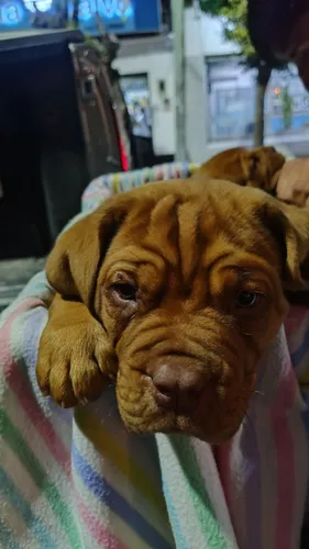 Dogo De Burdeos