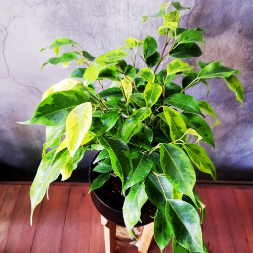 Imagen 6 de 10 de Ficus Benjamina Little Plant 27 Con Soporte, Autorregante