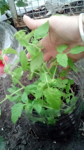 Plantines Tomate  Cherry. Super Sabrosos.