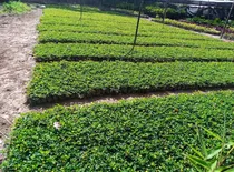 Comprar Mani Forrajero,grama Mani, Mani De Jardín Plantas