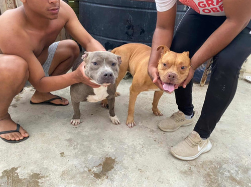 Imagen 2 de 2 de Perro Pitbull
