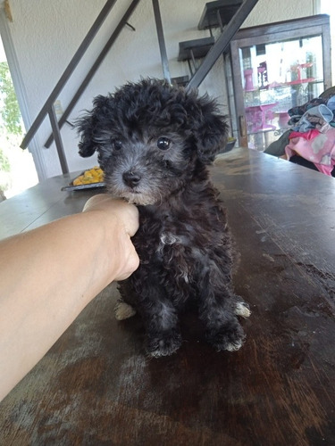 Imagen 4 de 6 de Hembra Caniche Entrega 25 De Noviembre