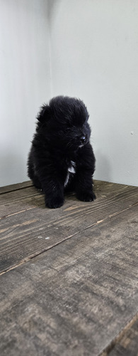 Pomerania Hembra Negra 1 Negro