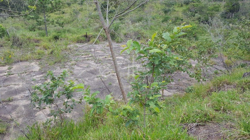 Imagem 7 de 10 de Chácara À Venda Em Joaquim Egídio - Ch005289