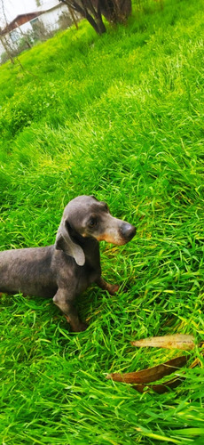 Dachshund Salchicha  Exótico Blue & Tan  1 Año