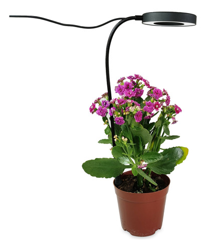 Lámpara Growth Pot Light, Luces De Imitación Enchufadas Al S