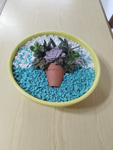 Mini Jardin Suculentas