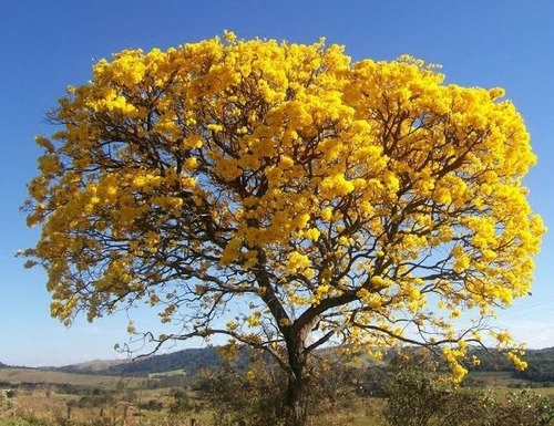 150 Sementes De Ipê Amarelo (tabebuia Chrysotricha)