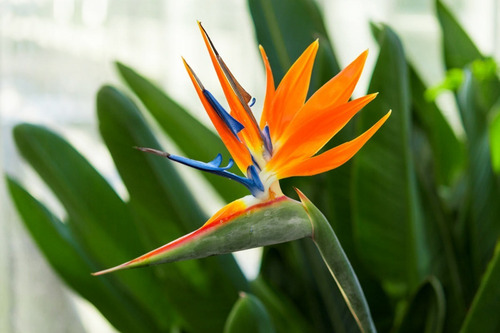 Strelitzia Reginae (ave Del Paraíso, Flor Del Pajaro) 10lts
