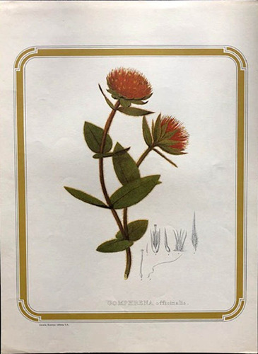 Antigua Lámina Herbario Gomphrena - Livraria Kosmos Ed.-