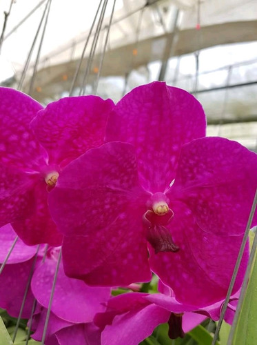 Orquídeas Vanda(varios Colores) (Usado)