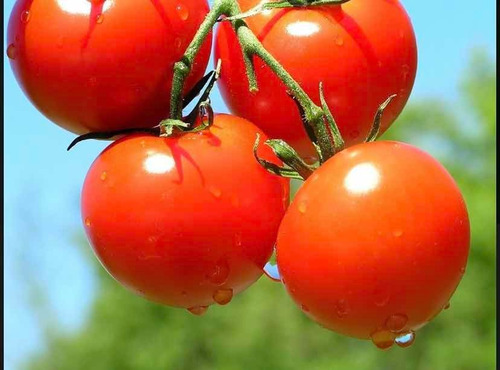 Tomate Cherry 100 Semillas