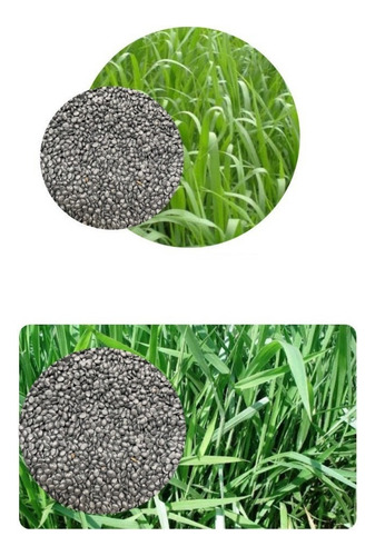 Urochloa Decumbens Brasilik 10 kg - Semillas incrustadas