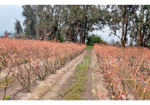 Imagen 6 de 11 de Campo En Chimbarongo