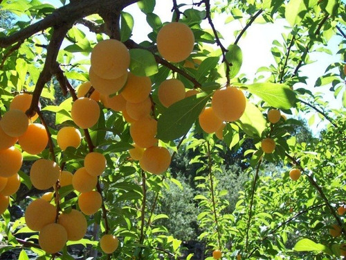 Ciruelo Reina Claudia Árbol Frutal Injertado