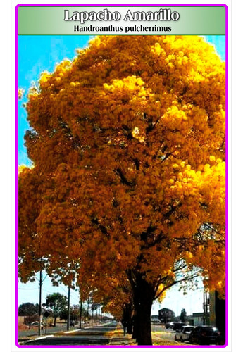 Semillas De Lapacho Amarillo (handroanthus Pulcherrimus)