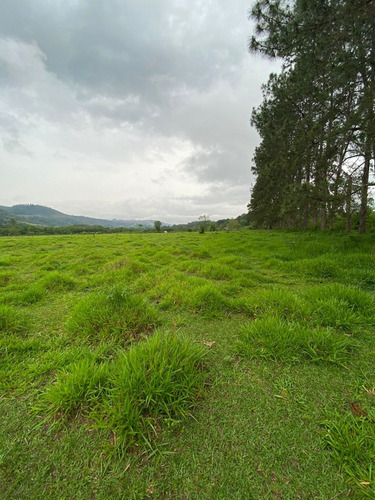 Imagem 5 de 14 de S01- 1.000m² Apenas 49.990 /100% Plano