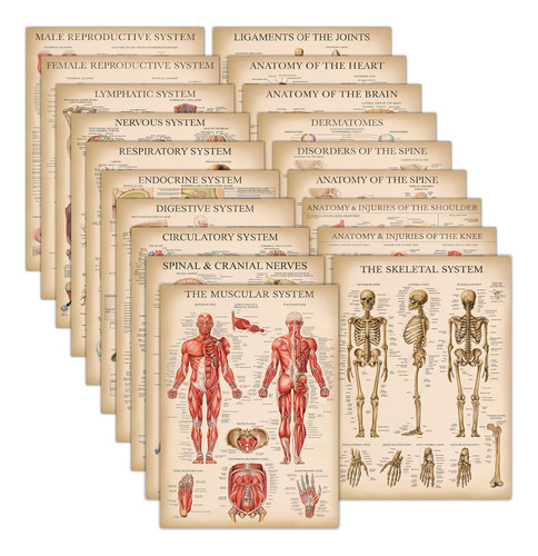 19 Cartel Anatomia Vintage Laminado Muscular Esqueletico 18