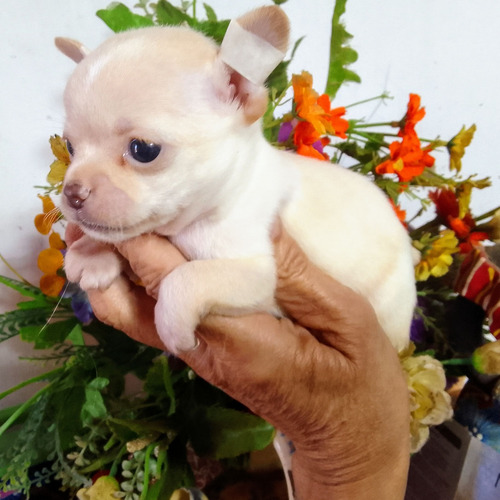 Chihuahua Cachorro Mini