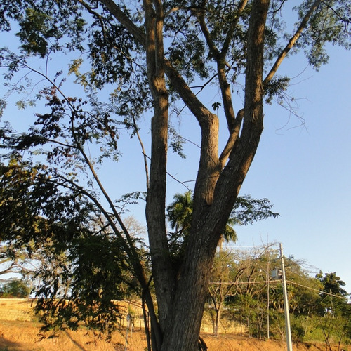 200 Sementes Jacarandá Da Bahia Caviúna - Rara Árvore Nativa