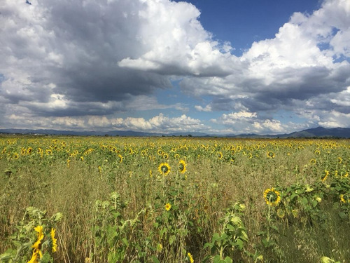 Venta De Terreno En Aut-mexico Pachuca Tlcayuca , Sn Miguel Ecayuca Sup. 6 Hectáreas